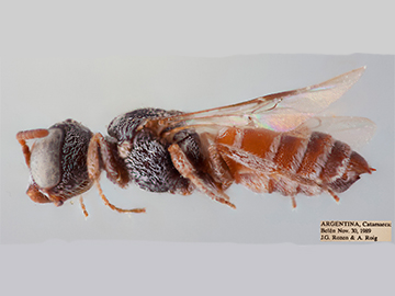 [Caenoprosopina holmbergi female (lateral/side view) thumbnail]
